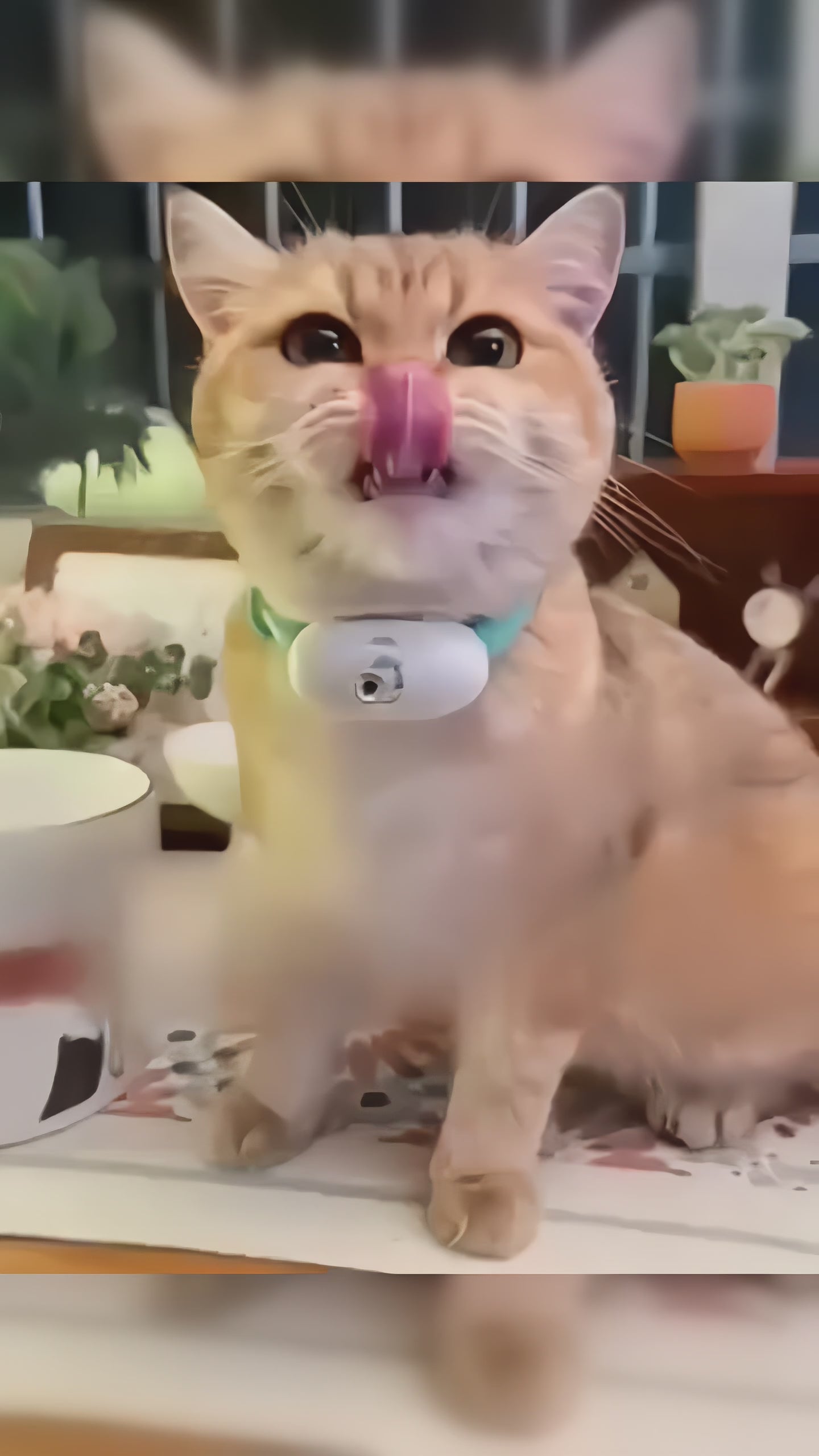 Catch Me If You Can collar - Laser Collar