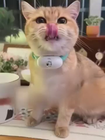 Catch Me If You Can collar - Laser Collar